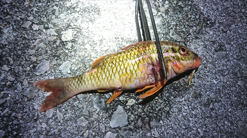 6���E2019�N���f����I